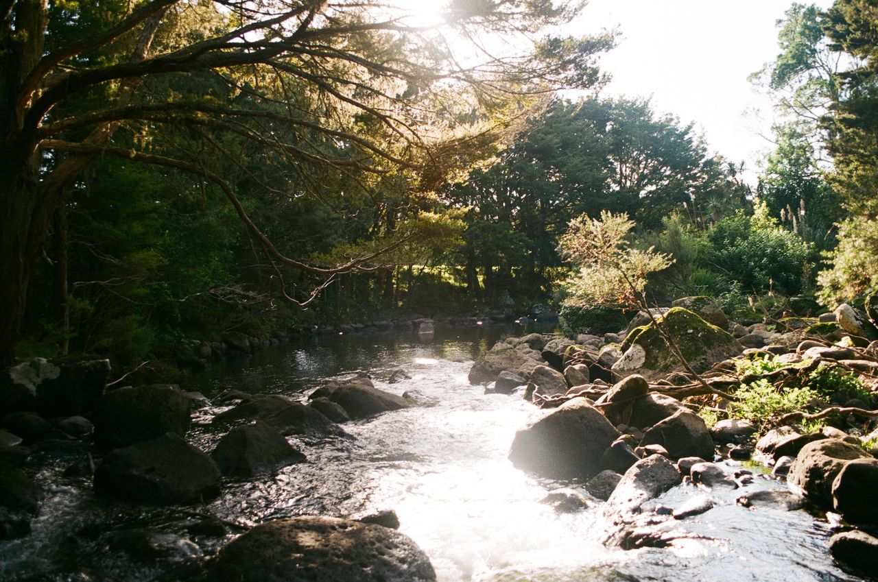 Sunlight falls on a wooded stream flowing between rocks and mossy boulders.